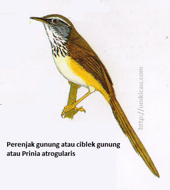 Perenjak gunung atau Prinia atrogularis - Ekor sangat panjang, alis putih, pipi abu-abu, dada bercoret, sisi tubuh kekuningtuaan Perenjak gunung atau Prinia atrogularis - Ekor sangat panjang, alis putih, pipi abu-abu, dada bercoret, sisi tubuh kekuningtuaan