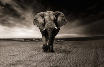 Elephant featured image