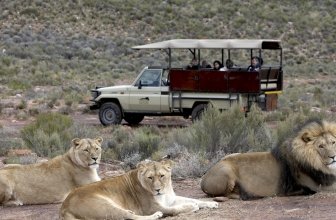 Best Safari Tours Near Cape Town (Full-day & Overnight)