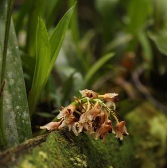 Wild Learning: Orchids of the Amazon Rainforest The Orchids of the Amazon Rainforest in Ecuador