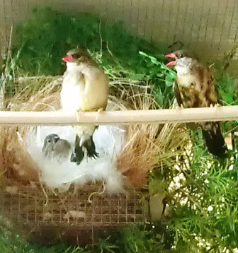 Burung stroberi muda