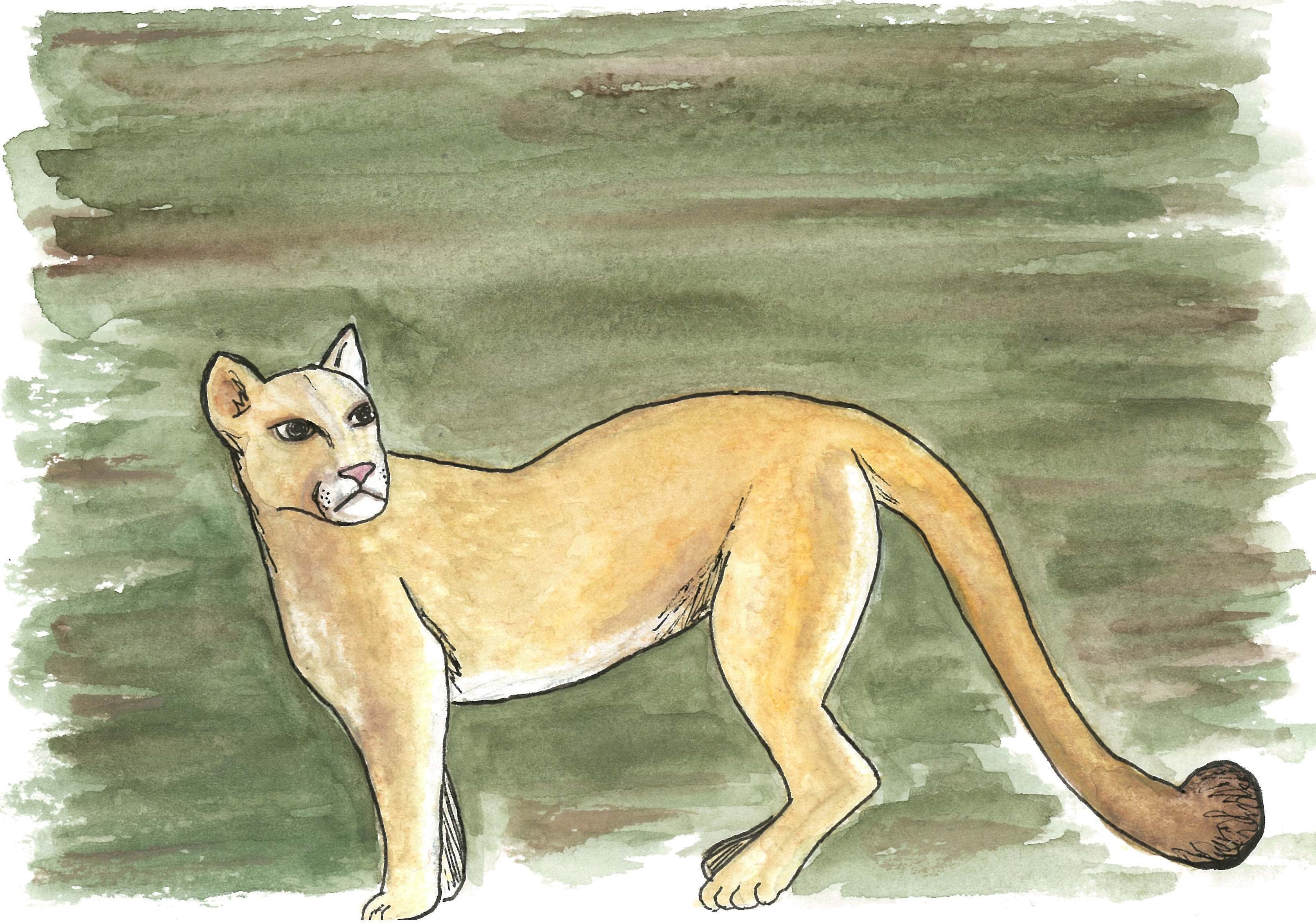 Cougar © KIT West Designs
