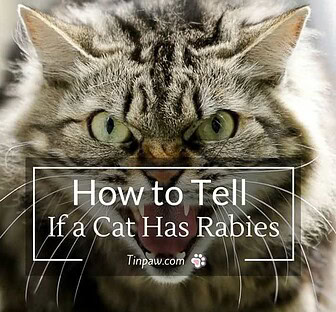 How to Tell If a Cat Has Rabies : Symptoms and Warning Signs - TinPaw