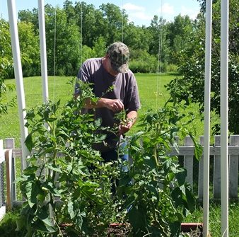 Papa with tomato trellis