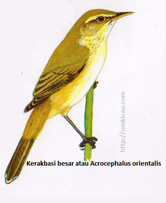 Kerakbasi besar atau Acrocephalus orientalis - Alis lebih lebar dan panjang serta paruh lebih besar daripada Kerakbasi ramai, dada atas bercoret Samar, ujung bulu ekor pucat. Mulut kemerahjambuan. Kerakbasi besar atau Acrocephalus orientalis - Alis lebih lebar dan panjang serta paruh lebih besar daripada Kerakbasi ramai, dada atas bercoret Samar, ujung bulu ekor pucat. Mulut kemerahjambuan.