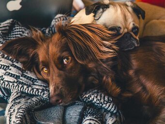 viajar com pet para o canadá