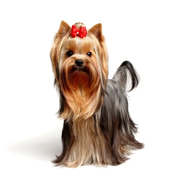 Can office dogs reduce stress?