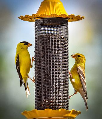 American Goldfinch Pair Eating Nyjer Seed american goldfinch pair eating from a yellow bird feeder.