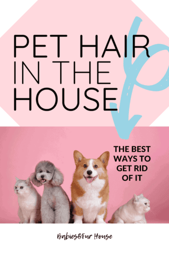 The Best Ways To Get Rid Of Pet Hair In The House. Easy Eliminating Of Pet Hair