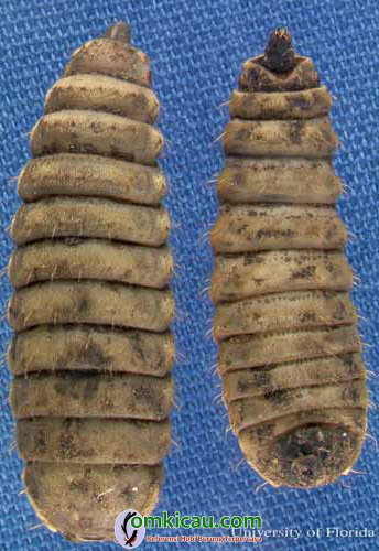larva instar akhir