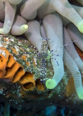 cool critters, cool critters under the sea, fascinating cool critters, thailand's andaman sea, shrimp