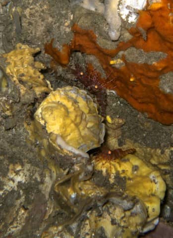 cool critters, cool critters under the sea, fascinating cool critters, thailand's andaman sea, shrimp