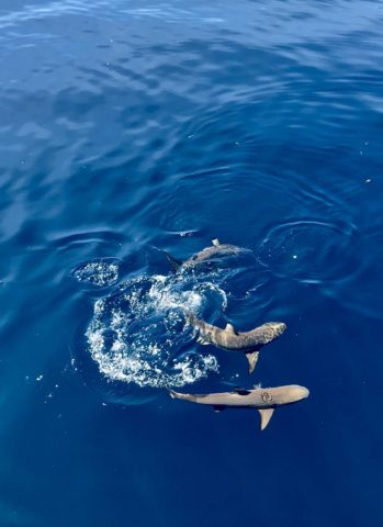 fish, fish friday, #fishfriday, dive