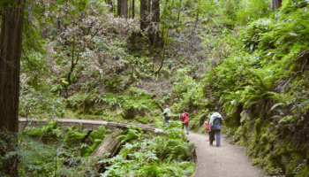 hiking trail in Muir Woods