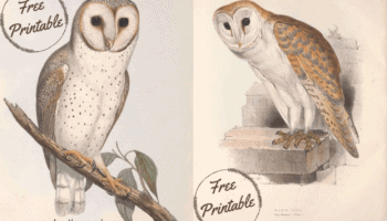 two vintage snowy owl posters