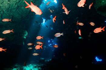 Scuba Diving Lanai First Cathedrals Scuba Diving First Cathedrals