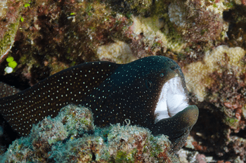 Whitemouth Moray Eel Scuba Diving Lighthouse