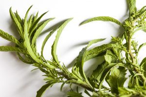 hierbas aromaticas ingredientes basicos de la cocina peruana