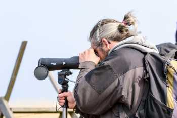 A Birdwatcher using a Spotting Scope