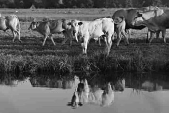 cow breeds in india hindi
