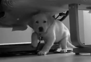 Black and White Lab Puppy Black and White Lab Puppy
