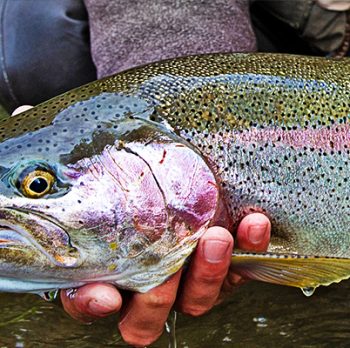 The Steelhead ID Crisis