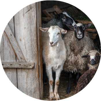 Animal Communicator-C Farm Animal Communicator and Psychic Readings