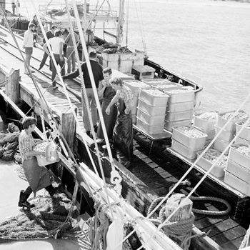 prawn_fishing_history4 Australian prawn fishing history