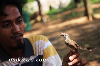 Ciblek beraksi dengan bertengger di tangan Ciblek beraksi dengan bertengger di tangan