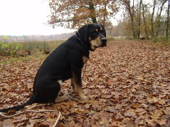 Black And Tan Labrador Retrievers Puppy In Training