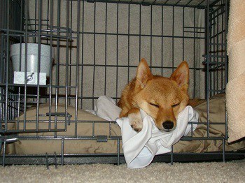Taro the Shiba Inu sleeps in crate for long time during night after day is over