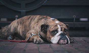 How to leash train unwilling adult dog doesn't want to go for a walk