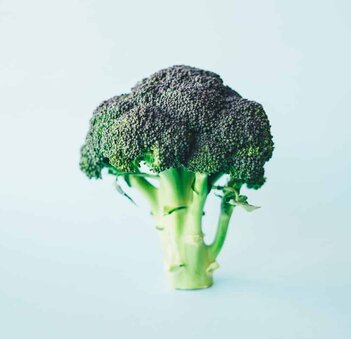 how to grow broccoli how to grow broccoli