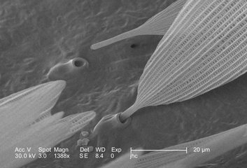 Single scale on a white moth