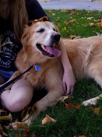 Delta Zeta Sorority Supports Humane Rescue Alliance With Rent A Puppy Supicket