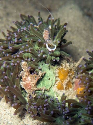 cool critters, cool critters under the sea, fascinating cool critters, thailand's andaman sea, shrimp