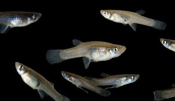 IKAN GUPI Ikan sebagai pakan alami burung