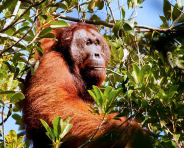 2012_0808_Otto_MureWipfli_N3A_3384