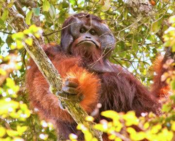 20130216_Dayak_MureWipfli_N3A_7154
