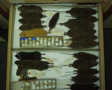 Figure 1. One of these things is not like the others. A rare cinnamon pelage morph of Otomys irroratus.