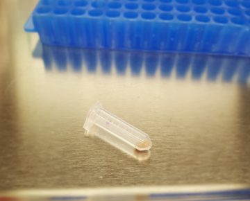 Example of pulverized bone before undergoing DNA extraction
