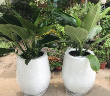 Chậu composite Hà nội