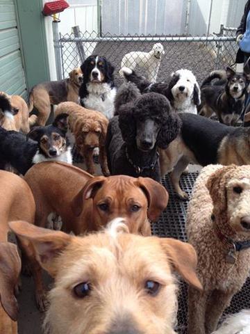 too many dogs