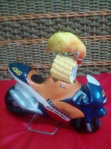 Foto Lovebird - Karya Eko Sutarko