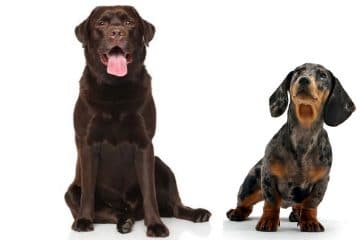 Labrador and Dachshund