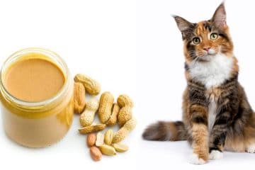 Peanut butter and cat