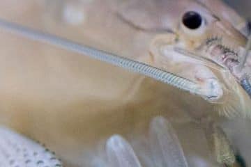 Vampire Shrimp