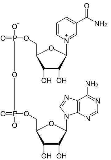 Nicotinamide Adenine Dinucleotide (NAD+)