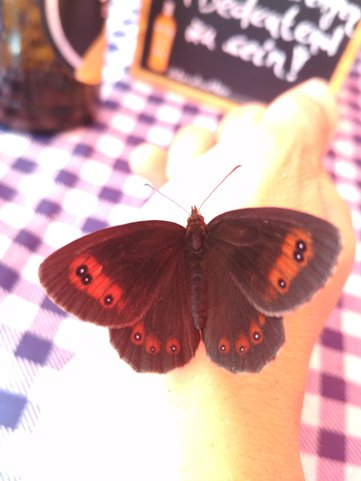 Schmetterling zeigt das erwachen der Laufwelt