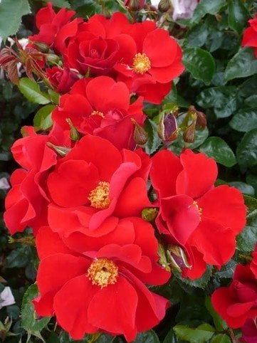 Yeats red rose